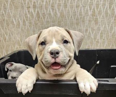 Akron Animal Clinic