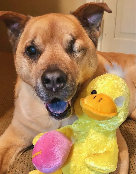 Eye Care for Animals - Akron Picture 4