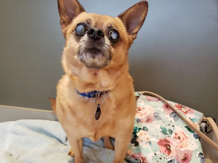 Eye Care for Animals - Akron Picture 6