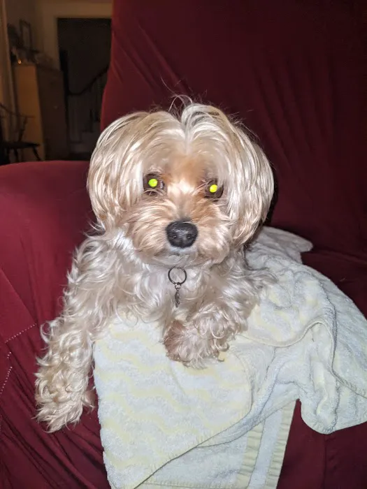 Eye Care for Animals - Akron Picture 5