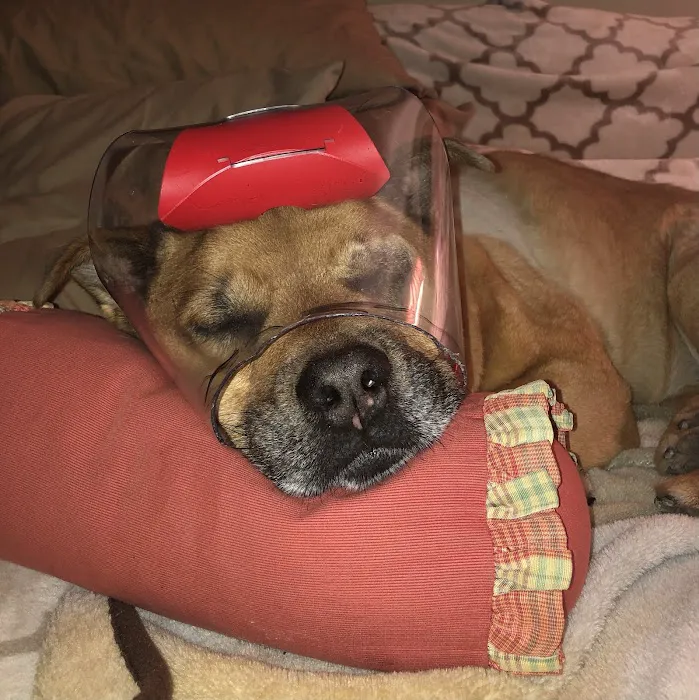 Eye Care for Animals - Akron Picture 3