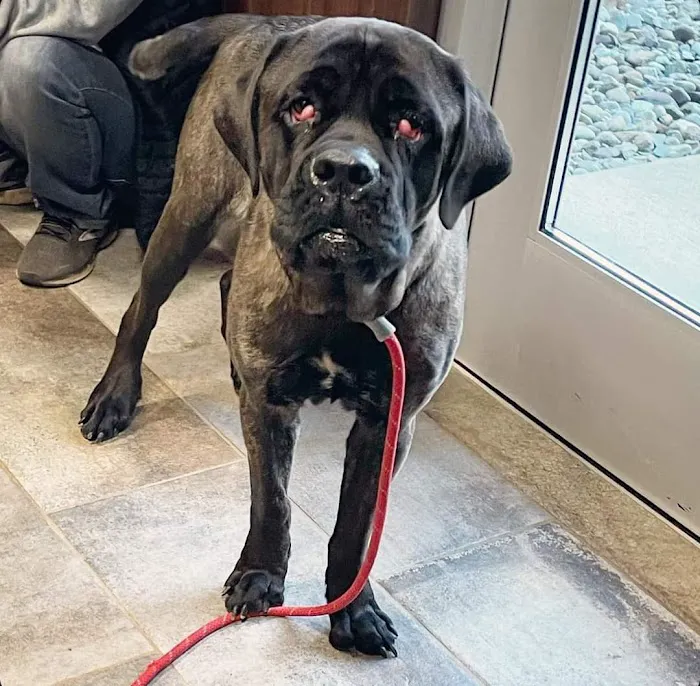 Eye Care for Animals - Akron Picture 2
