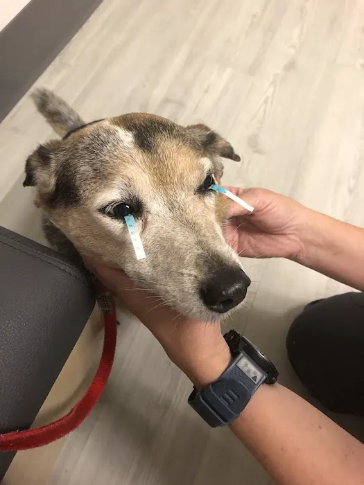 Eye Care for Animals - Akron Picture 1