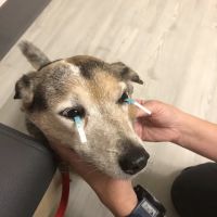 Eye Care for Animals - Akron ico