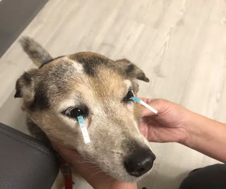 Eye Care for Animals - Akron