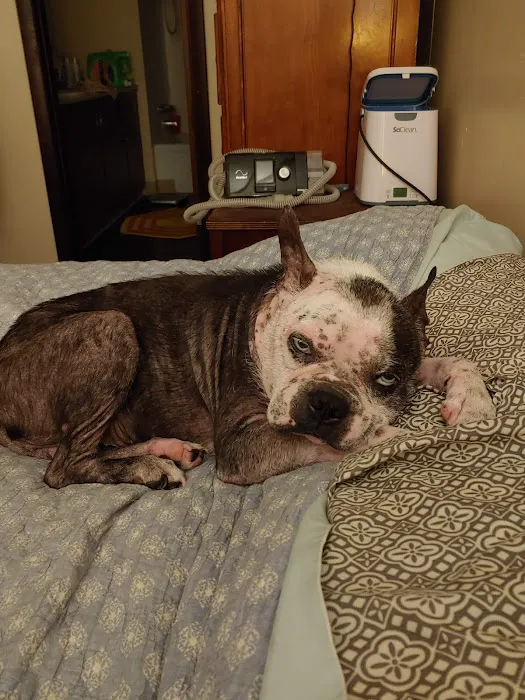 Dermatology for Animals - Akron Picture 2