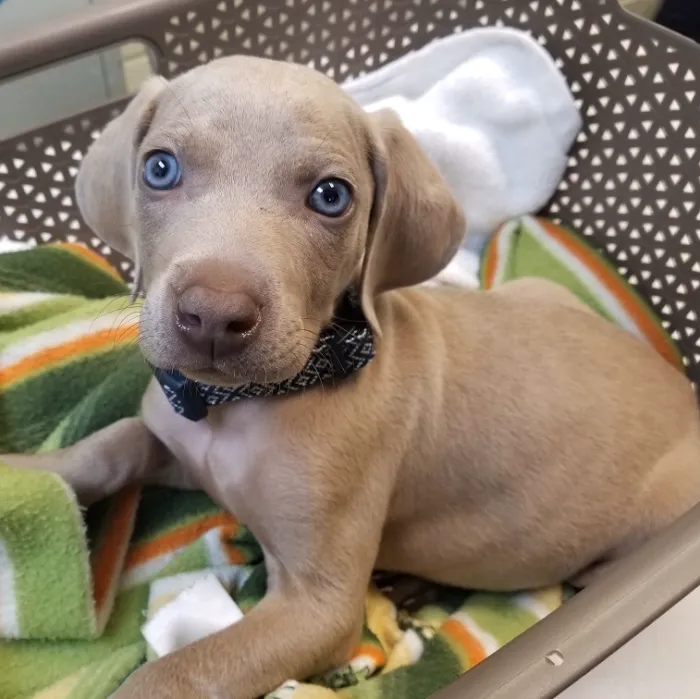 Oak Tree Veterinary Hospital Picture 8
