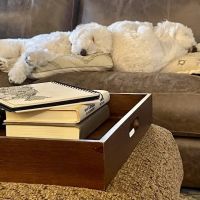 Shaker Square Animal Hospital ico