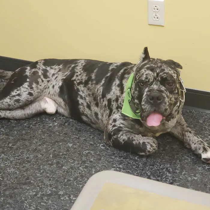 Cleveland Veterinary Clinic Picture 5