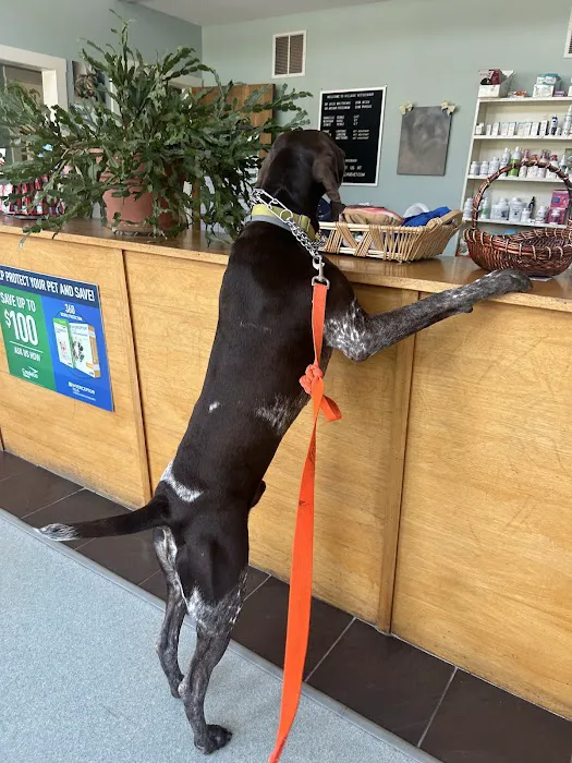 Village Veterinary Picture 3