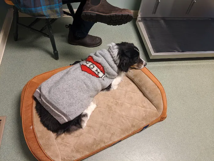 Village Veterinary Picture 9