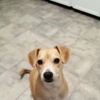 Ipswich Animal Hospital ico