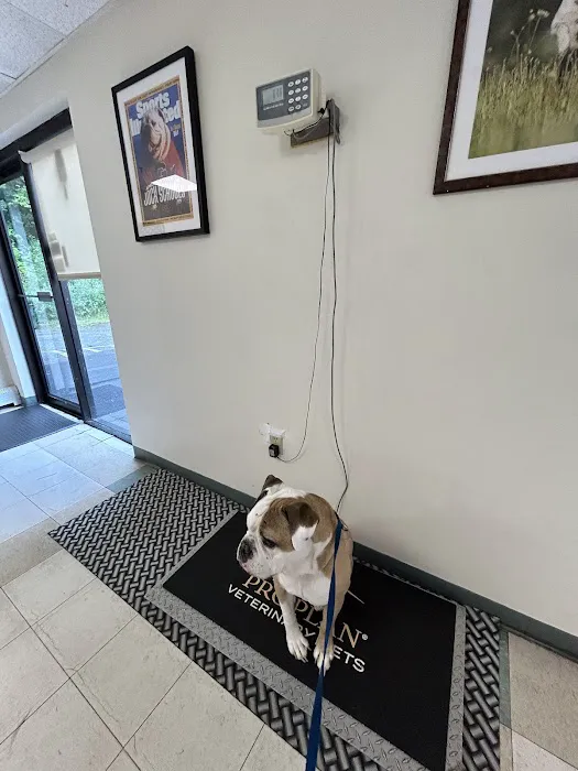 Ipswich Animal Hospital Picture 9