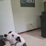 SRH Veterinary Services