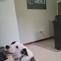 SRH Veterinary Services ico