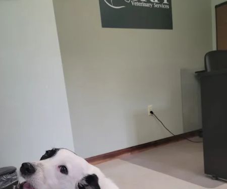 SRH Veterinary Services