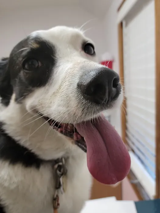 SRH Veterinary Services Picture 5