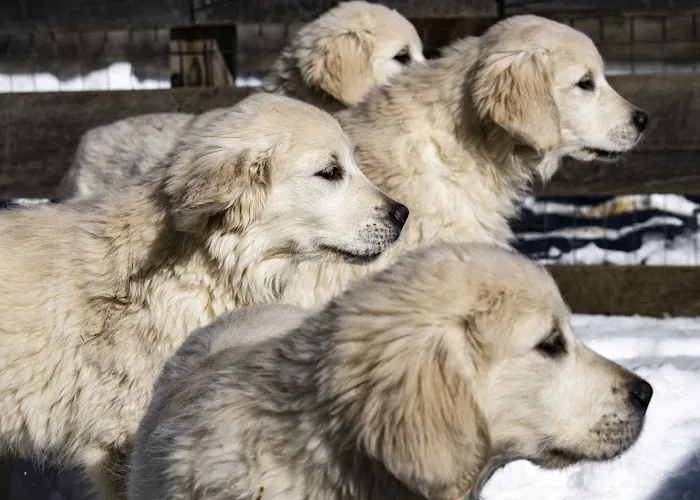 Animal Care Picture 8