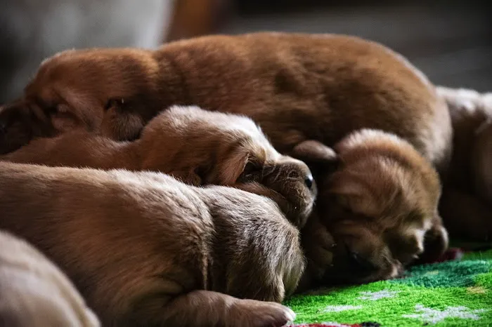 Animal Care Picture 4
