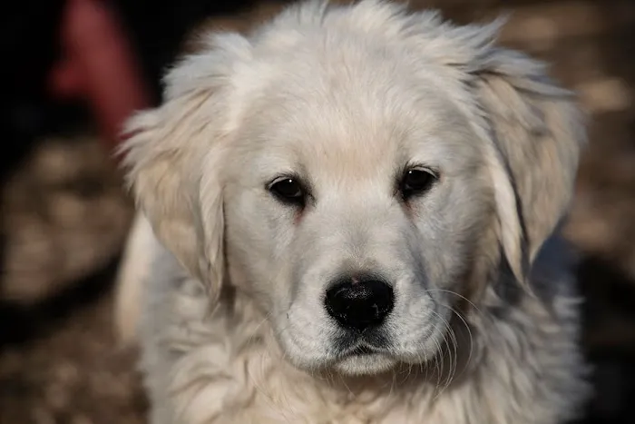 Animal Care Picture 2