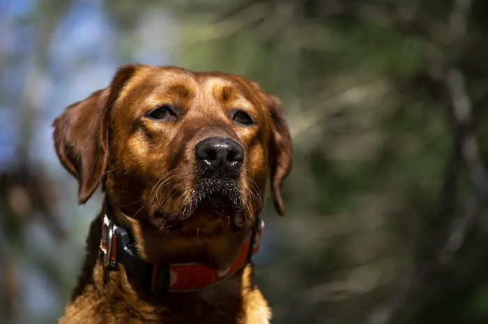 Animal Care Picture 3