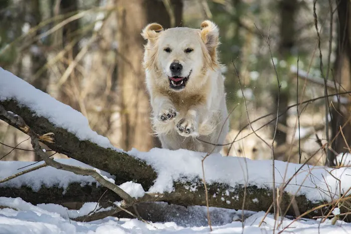 Animal Care Picture 6
