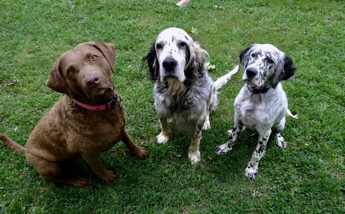 Bath-Brunswick Veterinary Associates Picture 8