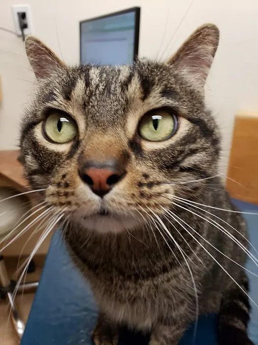 Androscoggin Animal Hospital Picture 6