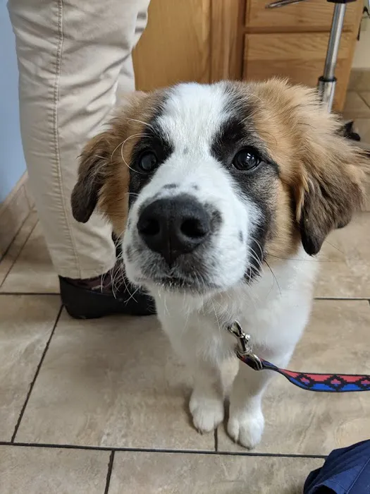 Androscoggin Animal Hospital Picture 4