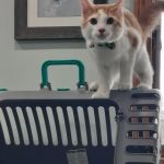 VCA Bath Animal Hospital