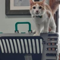 VCA Bath Animal Hospital ico
