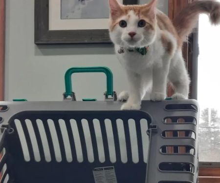 VCA Bath Animal Hospital