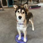 Maine Animal Health Alliance