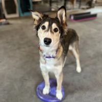 Maine Animal Health Alliance ico