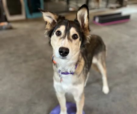 Maine Animal Health Alliance