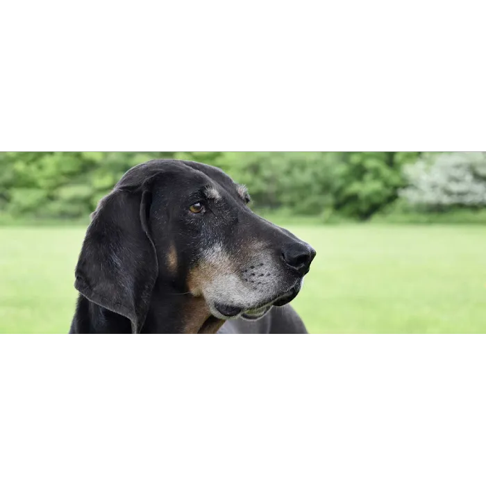 Porchside Veterinary Care Picture 6
