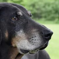 Porchside Veterinary Care ico