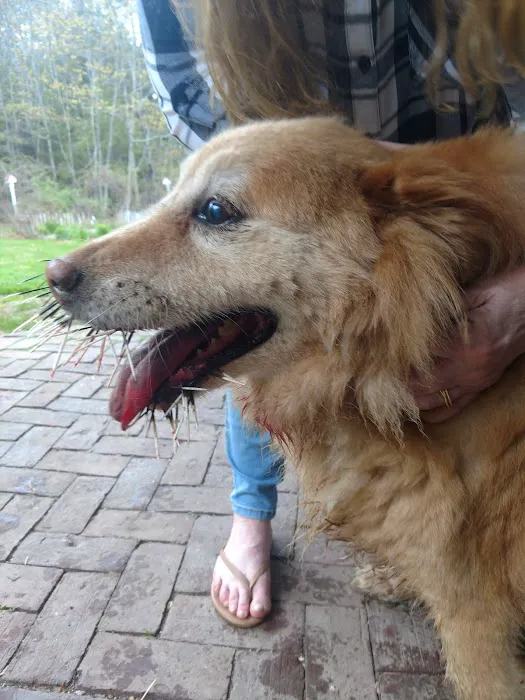 Porchside Veterinary Care Picture 2
