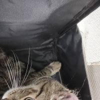 New England Veterinary Clinic & Pet Resort ico