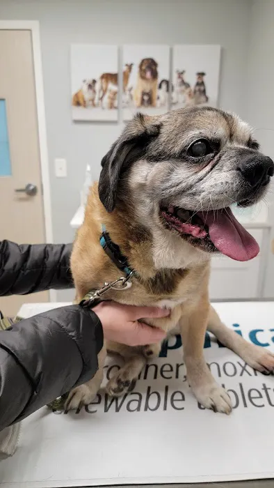 New England Veterinary Clinic & Pet Resort Picture 2