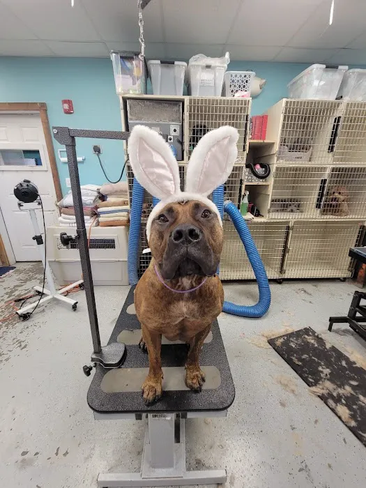 New England Veterinary Clinic & Pet Resort Picture 7