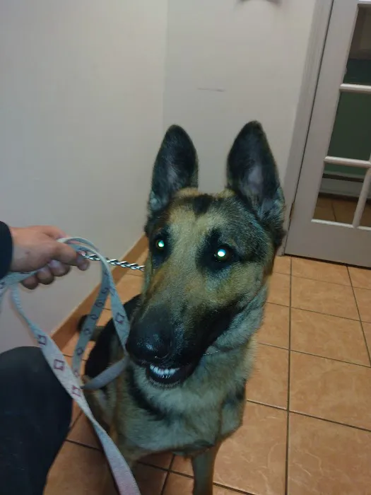 Lynn Pet Clinic Picture 7