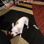 Lynn Pet Clinic