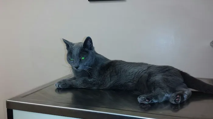 Lynn Pet Clinic Picture 2