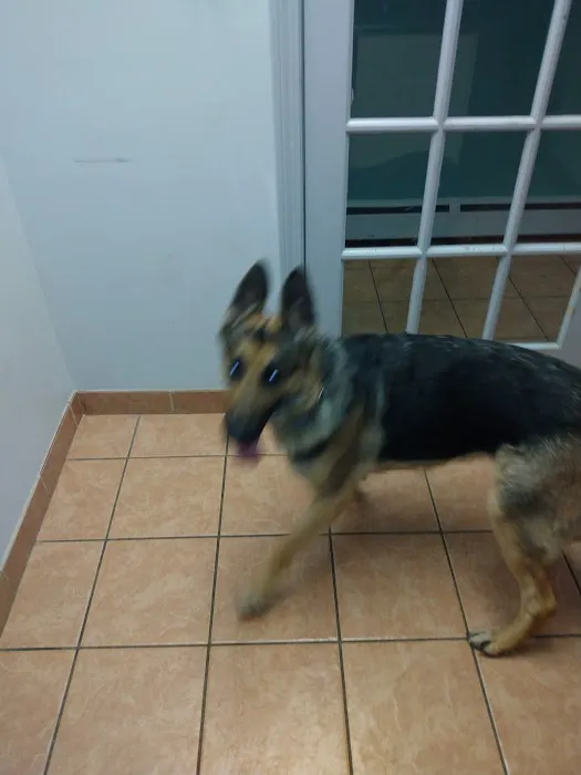 Lynn Pet Clinic Picture 9