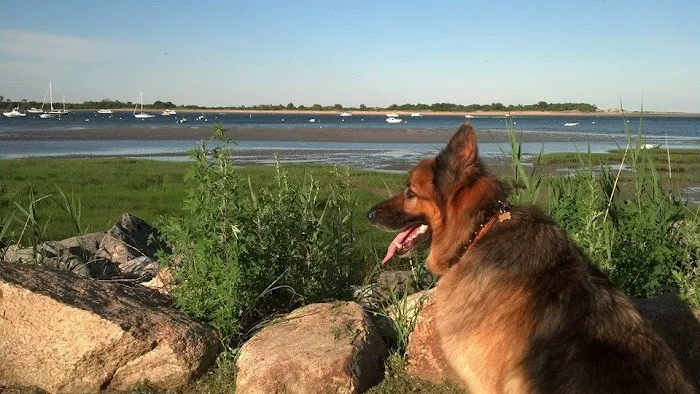 Beverly Animal Natural Health Picture 1