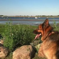 Beverly Animal Natural Health ico