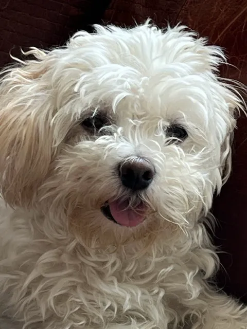 Beverly Animal Natural Health Picture 9