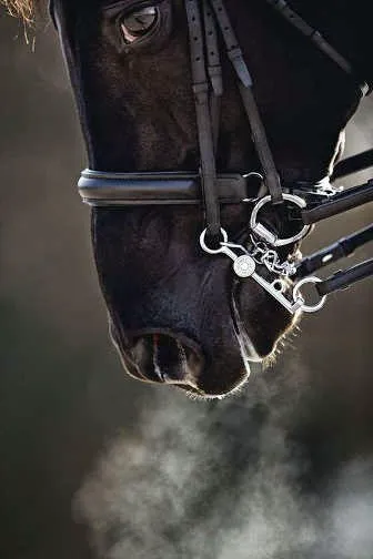 Northeast Equine Veterinary Dental Services, LLC Picture 6
