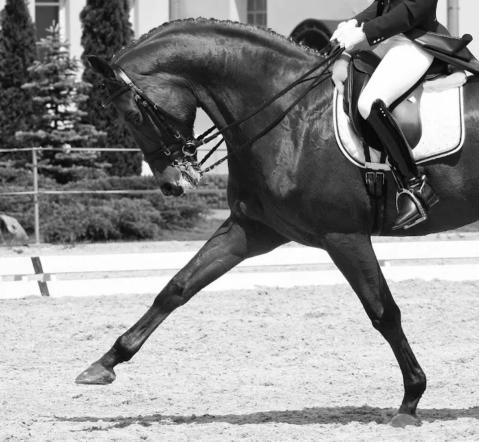 Northeast Equine Veterinary Dental Services, LLC Picture 1